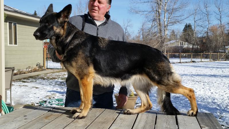 german shepherd puppies montana beartooth kennels german shepherd puppies montana beartooth kennels