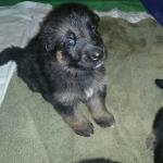 Maddie and Turbo's Puppies at 25 days old yesterday ,8/08/2015. These puppies are turning into German Shepherds more and more every day and are so much fun to watch. Yesterday they all had their ID collars put on. They are all doing great !!!!
