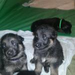 Maddie and Turbo's Puppies at 25 days old yesterday ,8/08/2015. These puppies are turning into German Shepherds more and more every day and are so much fun to watch. Yesterday they all had their ID collars put on. They are all doing great !!!!
