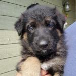 Close up of Yellow Girl. They are all very good puppies and very cute.