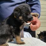 Yellow girl at 5 week old. Much like white girl. She to is energetic, loves to explore new things and places, and is one of the first to come on a run when called