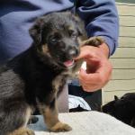 White girl at 5 weeks old. very active and attentive. always one of the first to come on a run when I call them.