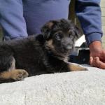 Green Girl at 5 weeks old. She is as big as the boys, very attentive. 
She is such a smart girl.