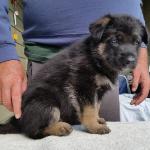 Black Boy @ 5 weeks old. Looks like he should have the black face. He's all boy, loves people and attention. 